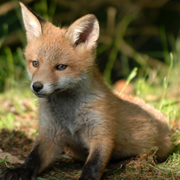 HPAI (H5N1) virus detected in wild foxes (Vulpes vulpes) in Ontario