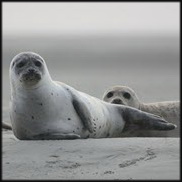 Seal deaths in Maine linked to avian influenza