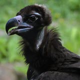 USA: H5N1 confirmed in Black Vultures