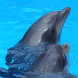 Avian influenza detected in American dolphin