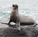 Mass mortality of Sea Lions caused by HPAI A(H5N1) Virus