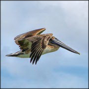 Avian influenza detected in Honduras