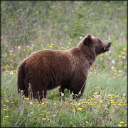 Grizzly bears test positive for avian influenza in Montana