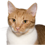 France: Cat infected with avian influenza