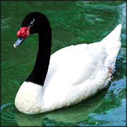 Uruguay: first case of HPAI