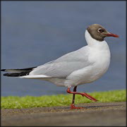 Avian influenza overview December 2022-March 2023