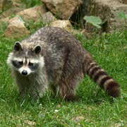 Canada: first case of H5N5 avian influenza in a mammals