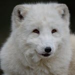 Finnish fur farms confirm H5N1 avian influenza