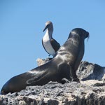 H5N1 in the Galapagos islands