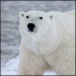 Avian influenza detected in polar bear in Alaska