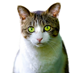 Neurotropism and adaptation of H5N1 virus in domestic cats