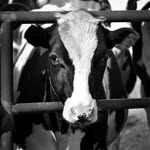 HPAI detected in Texas & Kansas dairy cattle