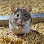 The USDA added house mice to their list of mammalian infections