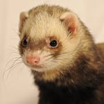 CDC reports A(H5N1) ferret study results