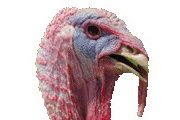 No. Turkeys