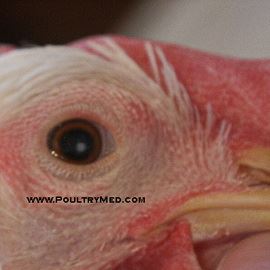 Avian Encephalomyelitis