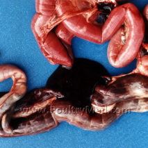 Hemorrhagic Enteritis