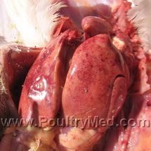 Inclusion Body Hepatitis