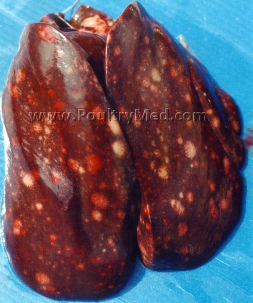 Lymphoproliferative disease of turkeys