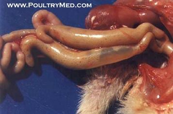 Poult Enteritis Mortality Syndrome
