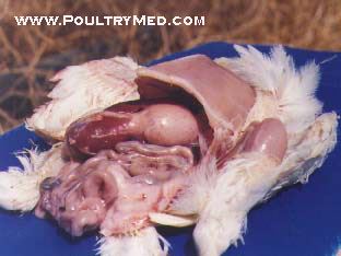 Runting and Stunting Syndrome