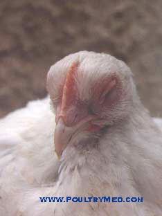 Swollen Head Syndrome