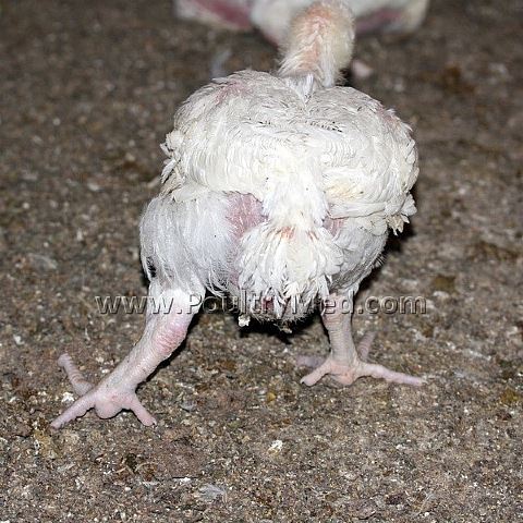 Viral Arthritis/Tenosynovitis