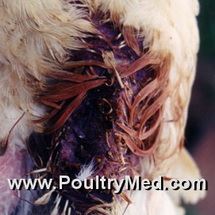 Clostridial Dermatitis