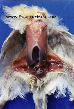 Congenital malformation