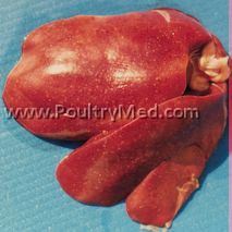 Pullet Disease