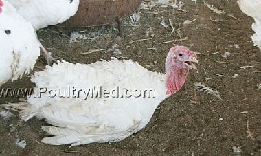 Salinomycin poisoning