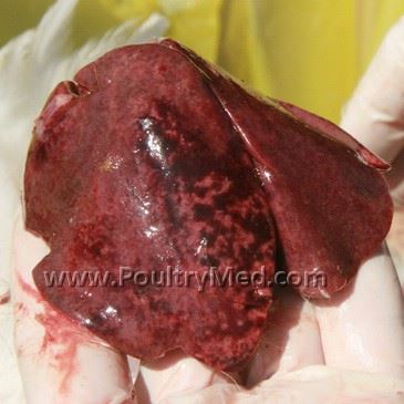 Hemorrhagic Hepatopathy Syndrome
