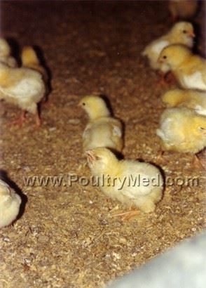 Adverse vaccine reactions