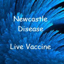 Newcastle Disease vaccine - live