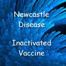 Newcastle Disease Vaccine - Inact