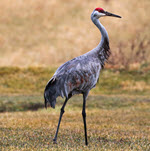 Avian influenza strikes Sandhill Cranes in Indiana