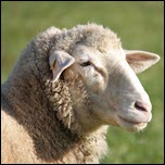 H5N1 found in UK sheep