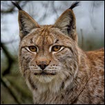 HPAI virus exposure in free-ranging bobcats in New York, USA
