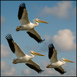 Geospatial drivers of global H5N1 spread