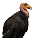 Evaluating a poultry-derived H5N1 vaccine for use in endangered California Condors