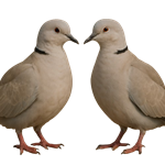 Limited susceptibility and transmission of H5N1 clade 2.3.4.4b HPAI virus in pigeons