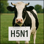 Impact of H5N1 infection on dairy cows