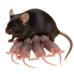 Vertical and postnatal transmission of bovine H5N1 in pregnancy