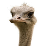 The Universal Ostrich Farms H5N1 outbreak