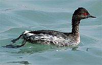 Germany: German state says H5N1 found in wild bird