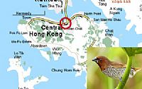 Dead bird tested positive for H5 in HK