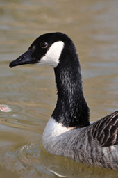 UK reports new avian influenza case