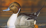 Montana Wild Bird Samples Undergo Additional Avian Influenza Testing