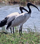 Thailand and Ibises