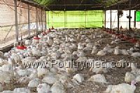 Israel: Avian Influenza H5N1 in two farms